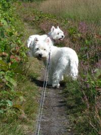 Klik op de foto voor groter formaat